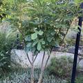 'Amatrice Casale' Feigenbaum,  Feigenbaum Gustis� Amatrice Casale, Feige, Ficus