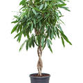 Ficus amstel king, Stamm gefl., im 31cm Topf, H�he 140cm, Breite 50cm