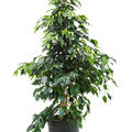 Ficus benjamina 'Danielle', Tuff, im 27cm Topf, H�he 115cm, Breite 70cm