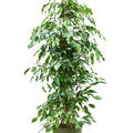 Ficus benjamina 'Exotica', Tuff, im 27cm Topf, H�he 140cm, Breite 60cm
