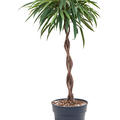 Ficus binnendijkii 'Alii'i, Stamm geflochten, im 24cm Topf, H�he 90cm, Breite 45cm