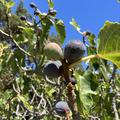 Ficus carica, Feigenbaum 'Noire de Caromb', zweimaltragende Feige (Twotimer�)