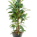 Ficus cyathistipula 'Compacta', Busch, im 17cm Topf, H�he 65cm, Breite 35cm