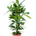 Ficus cyathistipula, Tuff, im 21cm Topf, H�he 90cm, Breite 40cm