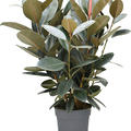 Ficus elastica 'Abidjan', Busch, im 30cm Topf, H�he 110cm, Breite 90cm