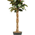 Ficus elastica 'Burgundy', Stamm geflochten, im 30cm Topf, H�he 140cm, Breite 65cm