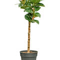 Ficus elastica 'Cloe', Stamm, im 21cm Topf, H�he 80cm, Breite 30cm