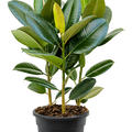 Ficus elastica 'Robusta', Tuff, im 21cm Topf, H�he 50cm, Breite 40cm