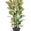Ficus elastica 'Tineke', Tuff, im 30cm Topf, H�he 150cm, Breite 60cm
