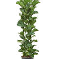 Ficus lyrata 'Bambino', Tuff, im 30cm Topf, H�he 150cm, Breite 50cm