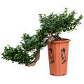 Ficus microcarpa 'Compacta', Bonsai (170-200), im 26/26/43cm Topf, H�he 70cm, Breite 70cm