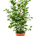 Ficus microcarpa 'Moclame', Gestell, im 24cm Topf, H�he 100cm, Breite 40cm