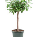 Ficus reflexa, Stamm, im 30cm Topf, H�he 125cm, Breite 60cm