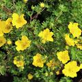 Gelbe Bl�te der Potentilla fruticosa 