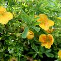 Gelb-orangene Bl�te des Fingerstrauchs 'Mango Tango'�