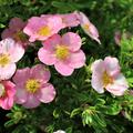 Fingerstrauch 'Pink Beauty'�