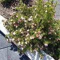 Fingerstrauch 'Pink Beauty'�, Potentilla fruticosa 'Pink Beauty'�