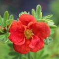 Potentilla fruticosa Red Ace