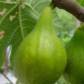 Fruchtfeige Fiorone Giallo