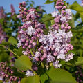 Syringa vulgaris 'Michael Buchner'