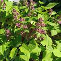 Flieder, Edelflieder Mme Antoine Buchner, Syringa vulgaris