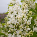 Syringa vulgaris 'Mme Lemoine'