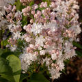 Syringa vulgaris 'Beauty of Moscow' ('Sch�ne von Moskau') XXL Pflanze