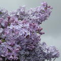 Flieder, Hyazinthen-Flieder Lavender Lady