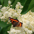 Syringa reticulata 'City of Toronto'