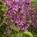 Flieder, K�nigsflieder 'Saugeana'