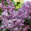 Grosses Flieder-Set 'Lange-Bl�tezeit' - Rosenrot