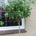 Fliederst�mmchen, Edelflieder Sch�ne von Moskau �
