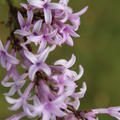 Fliederst�mmchen Afghanischer Flieder, Syringa afghanica