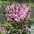 Syringa 'Tinkerbelle' �