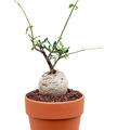 Fockea edulis, im 15cm Topf, H�he 35cm, Breite 20cm