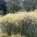 Foeniculum vulgare Rubrum