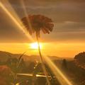 Foeniculum vulgare var. azoricum, Gew�rzfenchel, Die Raupen des Schwalbenschwanz'  lieben ihn!