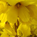 Forsythia intermedia 'Week-End'�, Weekend, Forsythie, Hinrichs, XXL Pflanze