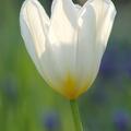 Fosteriana Tulpe 'Purissima', Tulipa 'Purissima' 