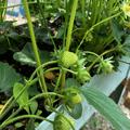 Erdbeere 'Mara des Bois', 6er Tr�ger, Fragaria � ananassa 'Mara de Bois'