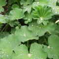 Frauenmantel, Alchemilla mollis
