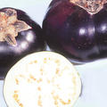 Freilandaubergine Obsidian