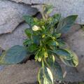 Freilandchili OpenSky� 'Happy Kunterbunt', Capsicum annuum 'Happy Kunterbunt'