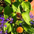 Freilandpaprika OpenSky� 'Speedy Helvetia', Capsicum annuum 'Speedy Helvetia'