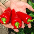 Freilandpaprika Roter Augsburger Paprika