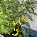 Freilandpaprika 'Sweet Banana' (Saatgut) BIO, Capsicum annuum 'Sweet Banana'