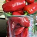 Freilandpaprika 'W�rzpaprika Fresno', Capsicum annuum 'Frenso'