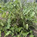 Freilandtomate OpenSky� Schlingel Filou�, Solanum lycopersicum OpenSky� Schlingel Filou�