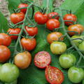 Freilandtomate Primabella Tomate