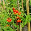 Freilandtomate 'Primavera' (Saatgut) BIO, die Tomaten sind pfl�ckreif.